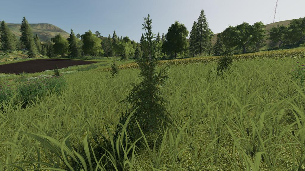 Plantable Spruce Trees v1.0 FS19 mod
