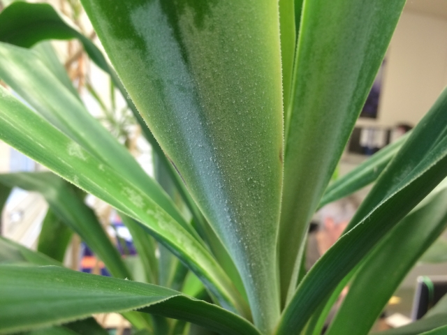 YuccaPalme mit weißem Belag Mein schöner Garten Forum