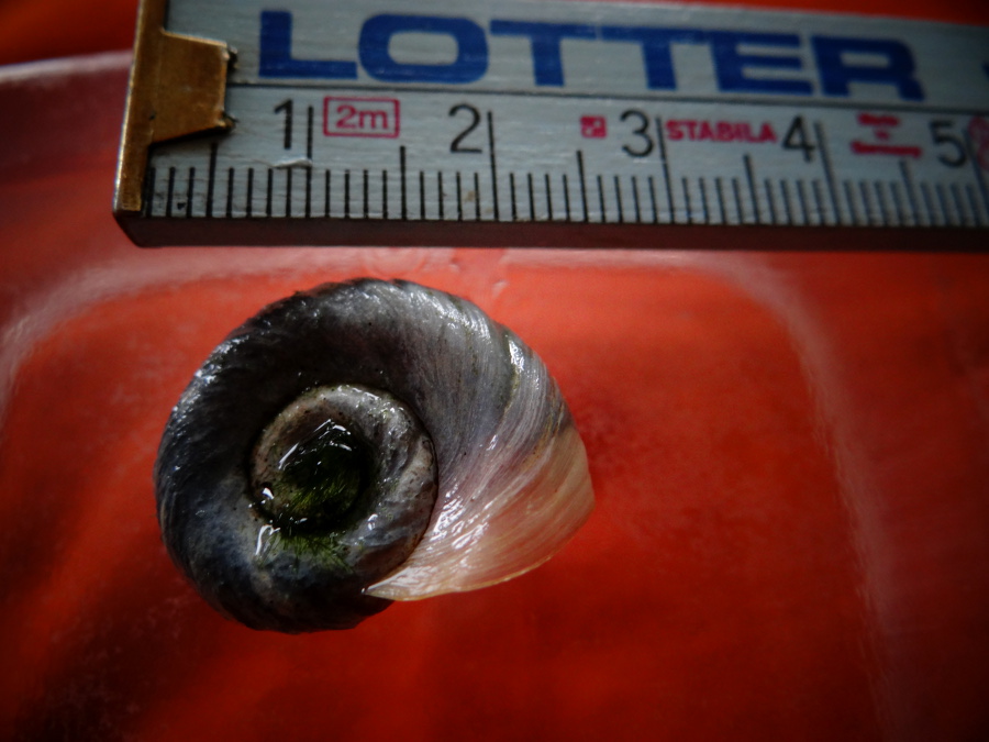 Blaue Posthornschnecke Fragen zur Zucht bei Zwittern
