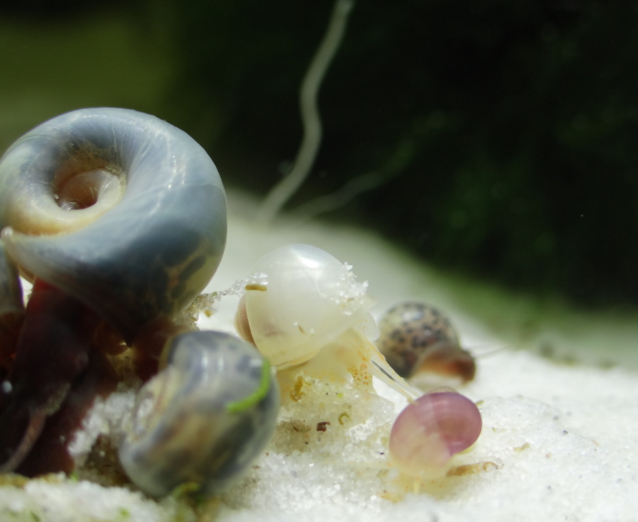 Blaue Posthornschnecke Fragen zur Zucht bei Zwittern
