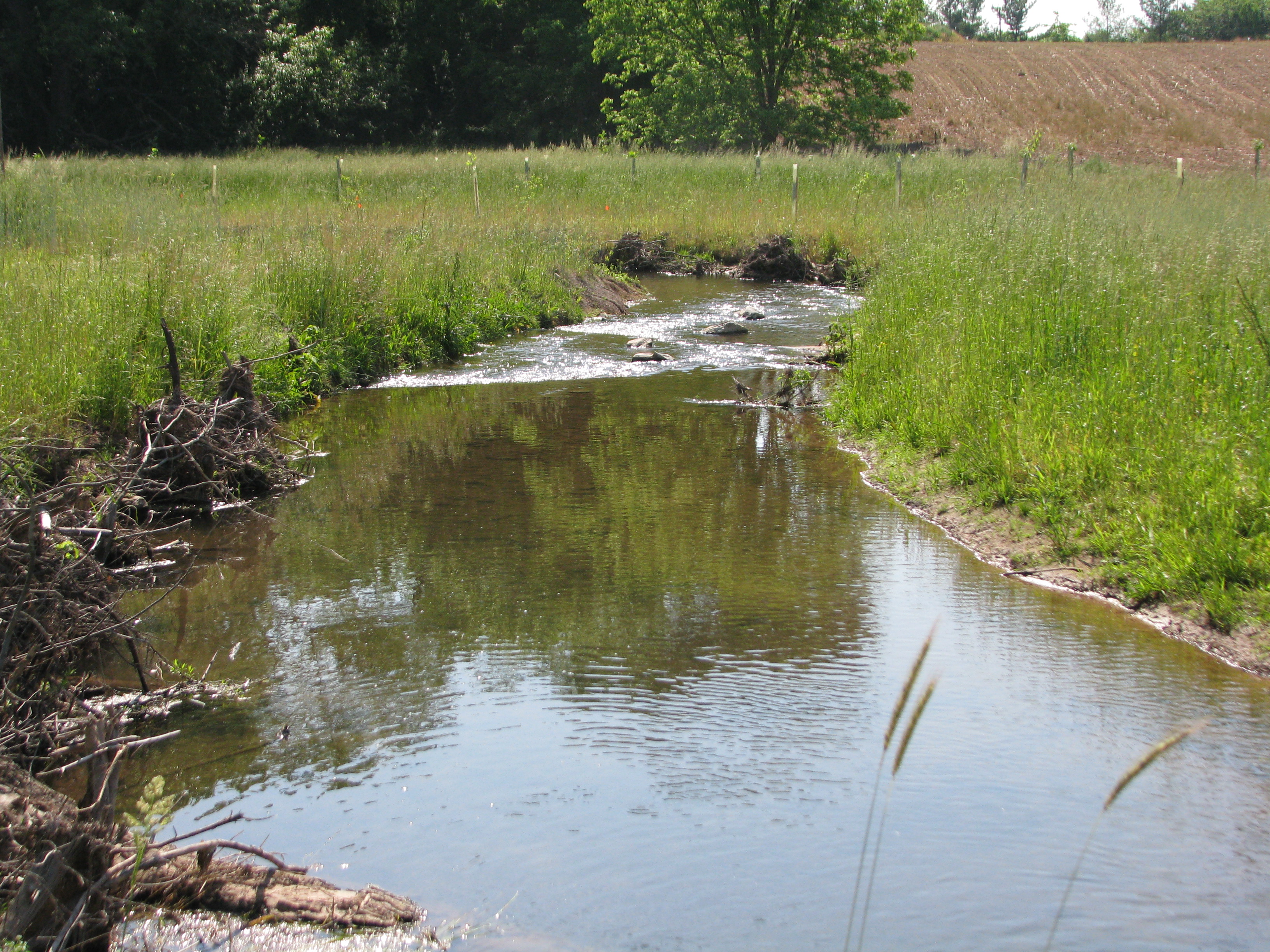 Little Tuscarora Creek Restoration and Habitat Creation Frederick