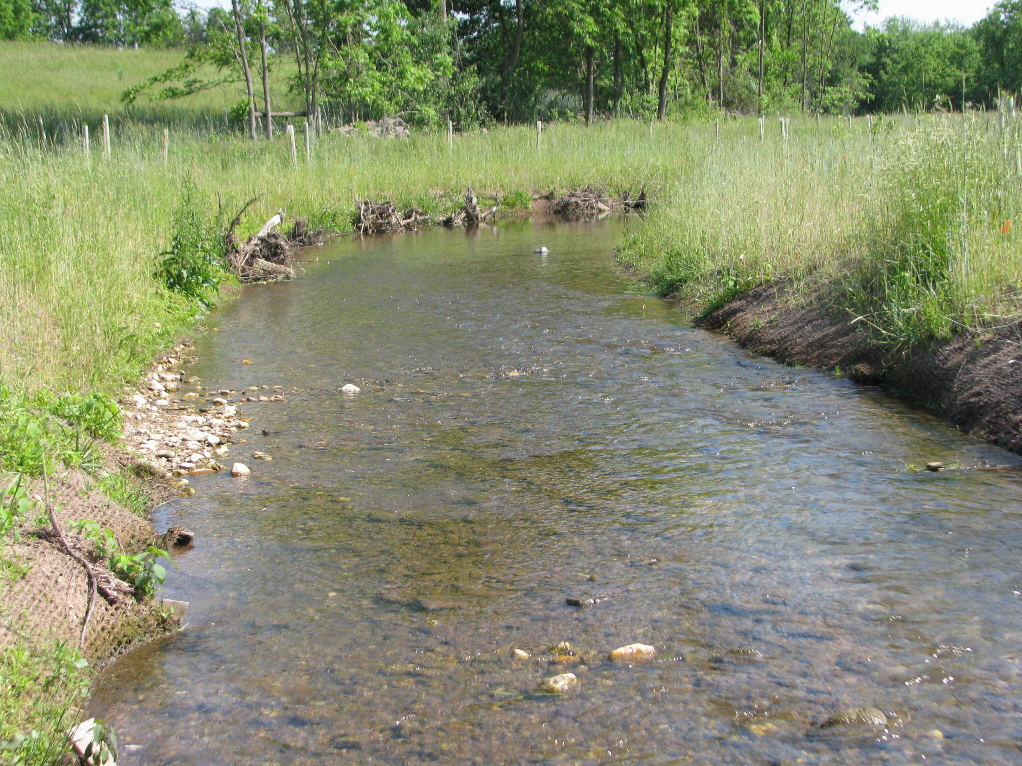 Little Tuscarora Creek Restoration and Habitat Creation Frederick
