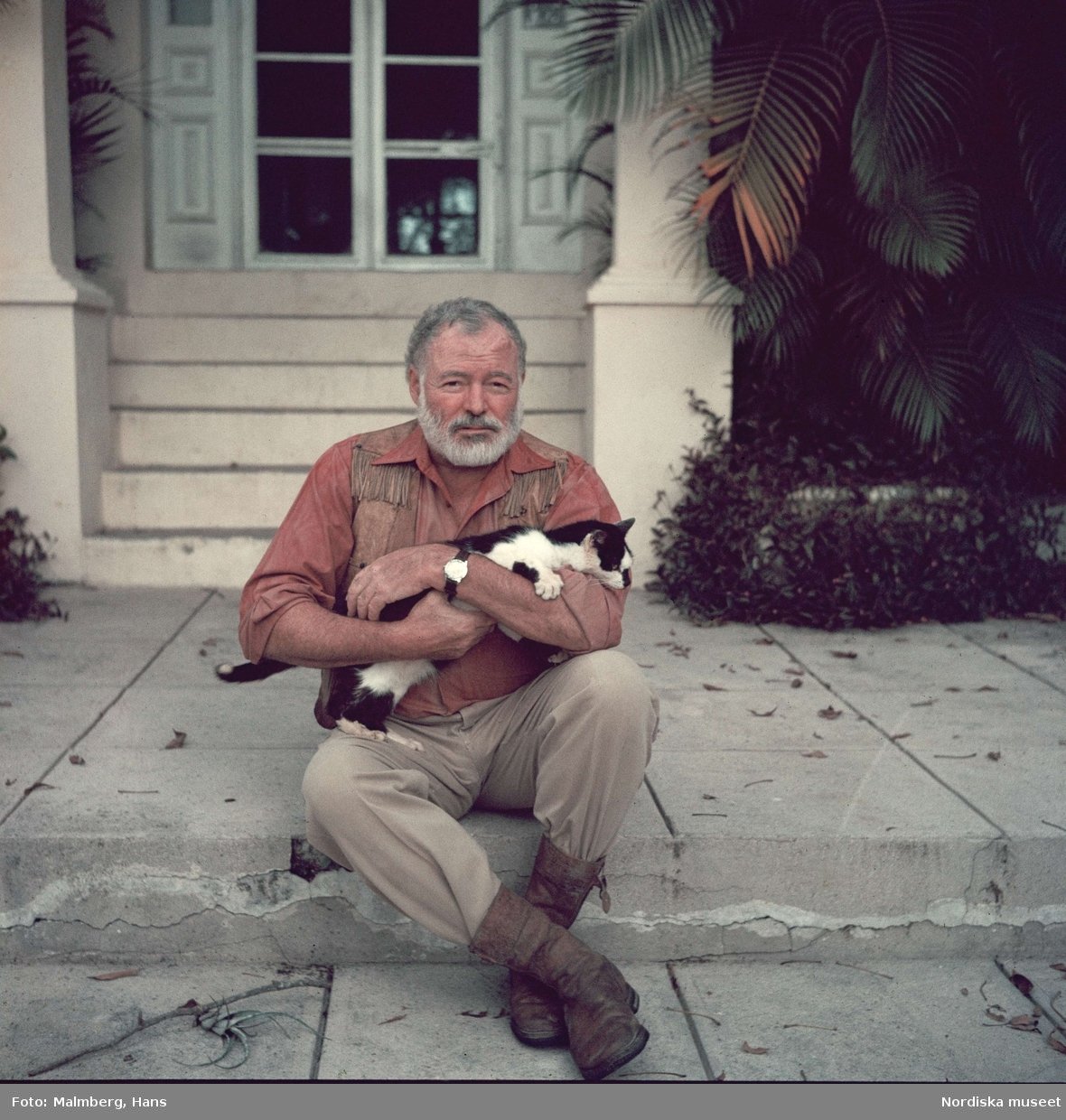 Hemingway Cats Writers and Their Cats Frances Schoonmaker