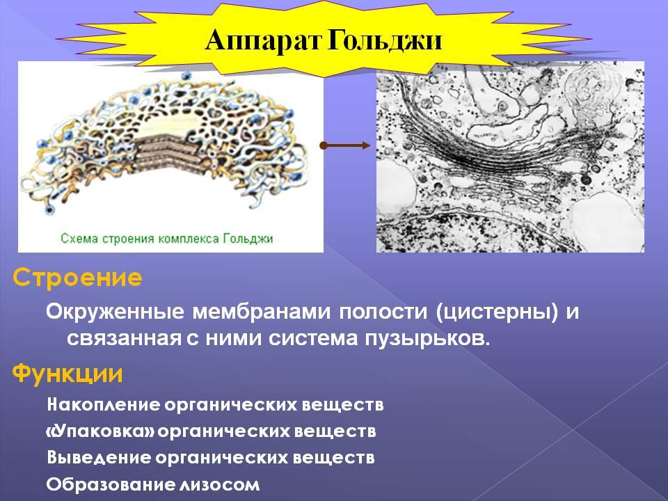 Контрольная работа по теме "Строение клетки" 10 класс биология, тесты