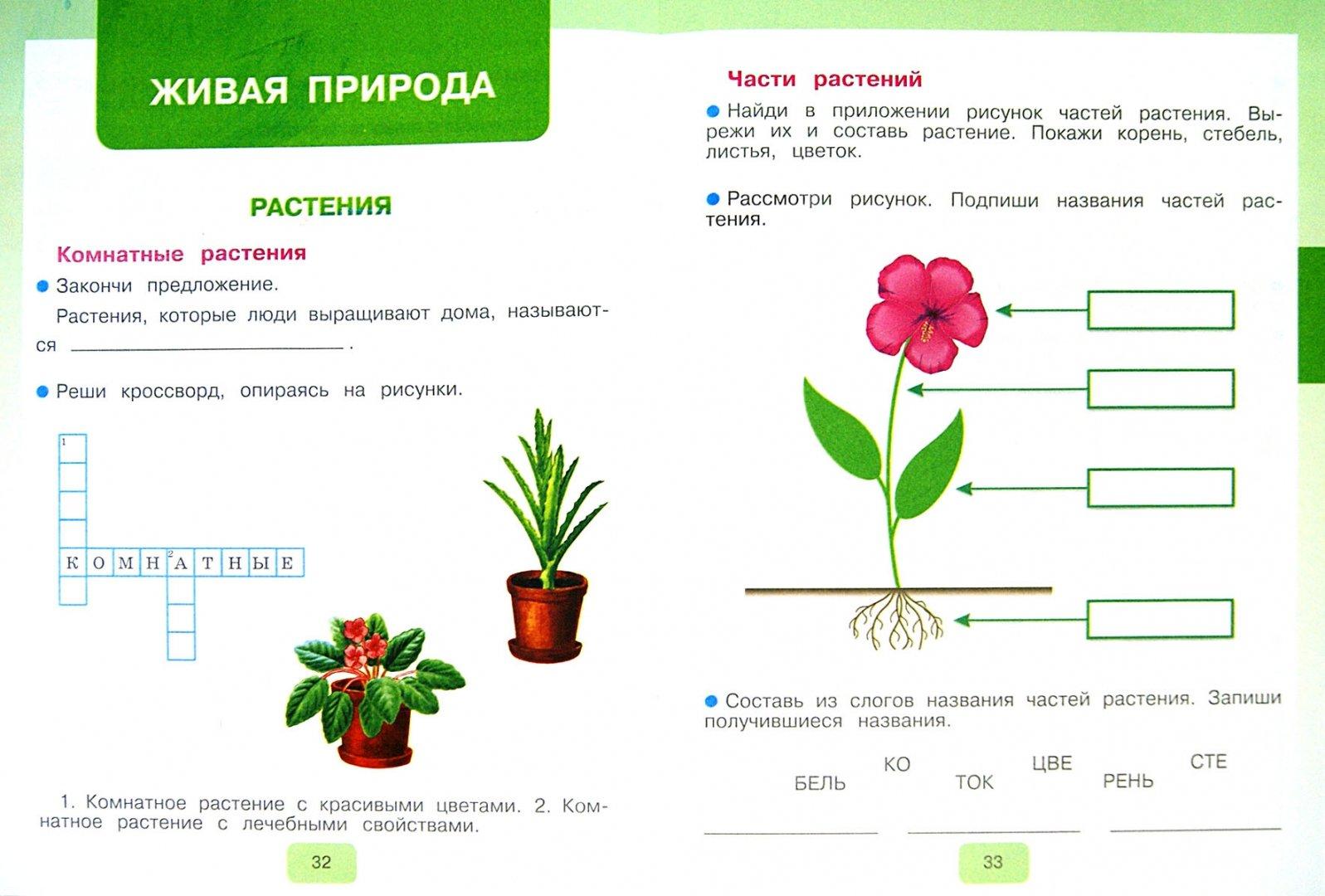 Тест по теме "Растения летом" (предмет"Мир природы и человека