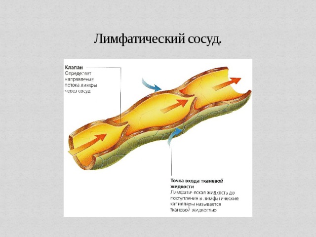 Презентация к уроку "Движение лимфы"