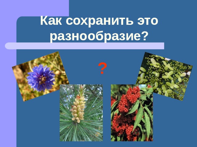 Разнообразие растений на Земле