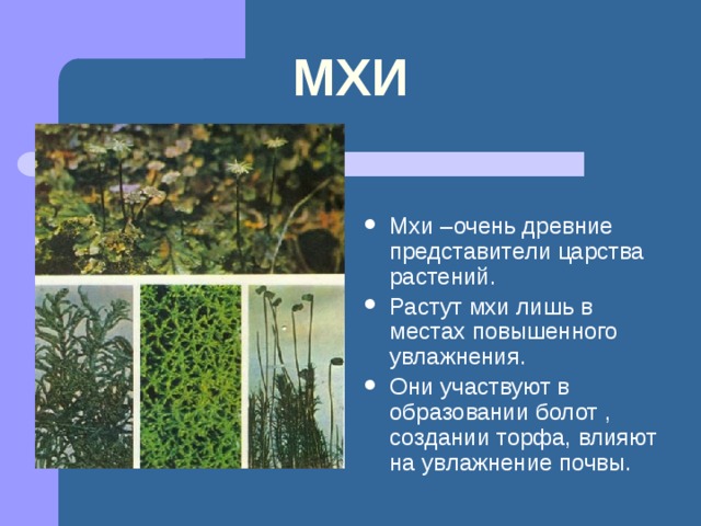 Разнообразие растений на Земле