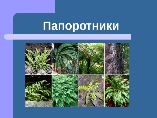 Разнообразие растений на Земле
