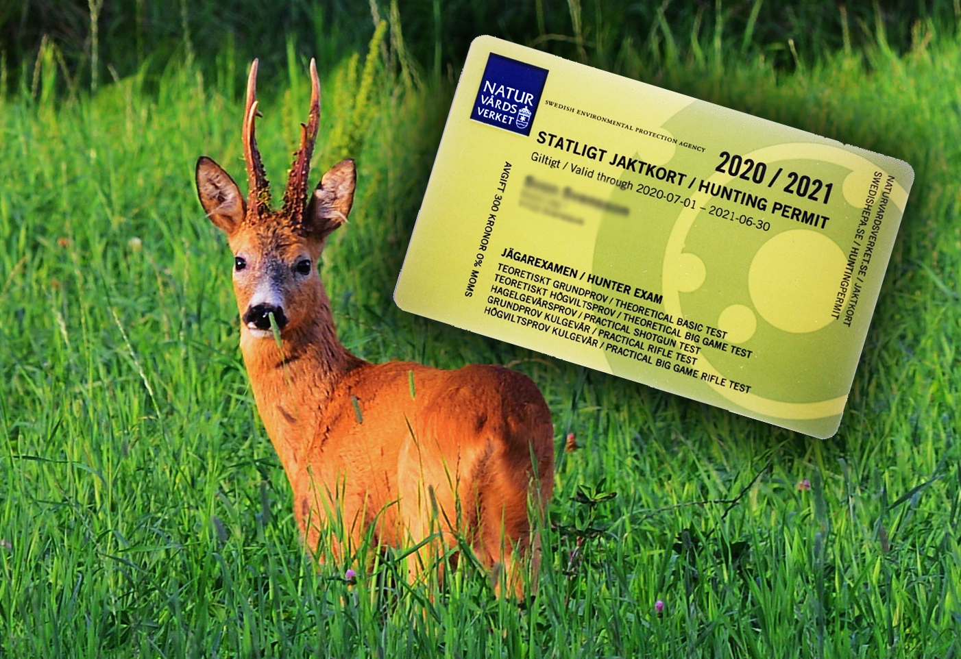 jaktkort 2023 Avgiften För Jaktkortet Ska Oavkortat Gå Till Att Främja Förvaltningen Av Våra Vilda Djur - Föreningen Sveriges Jägare