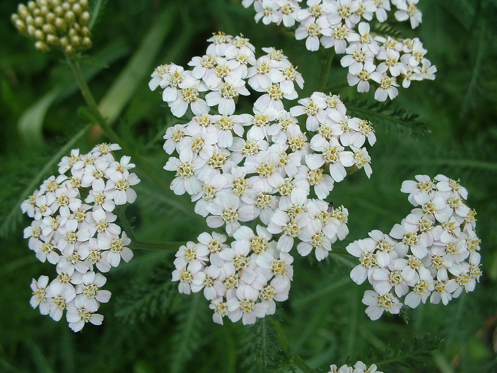 Yarrow