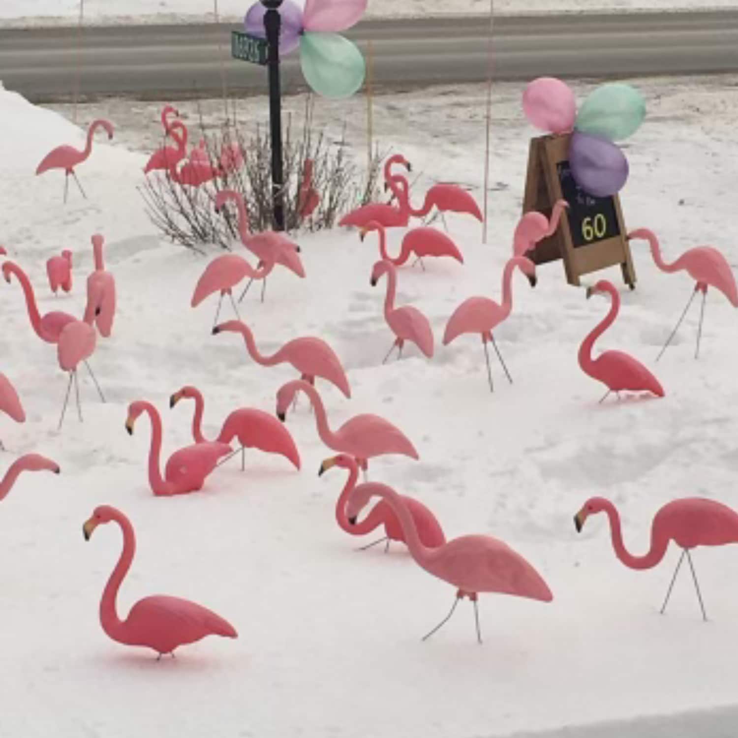 Pink Flamingo Four Season Party Rentals