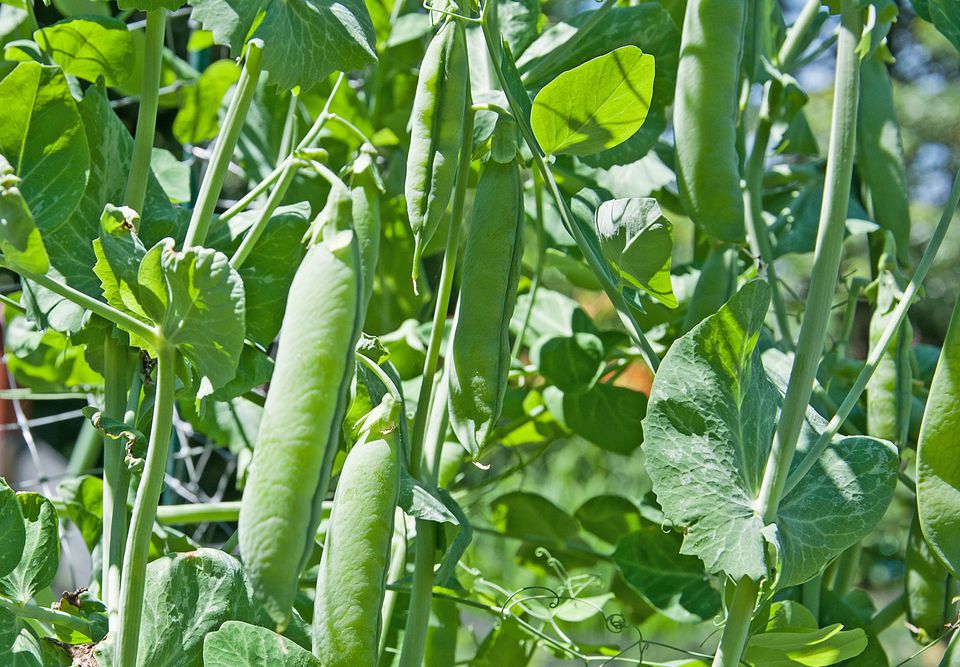 Different Types of Peas for Your Garden