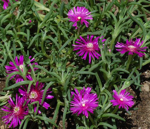 Ground Covers for Sun The Best Plants for Sunny Spots
