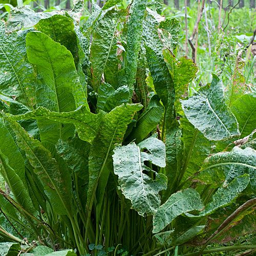 How to Grow Horseradish Plants in Your Garden How to Grow Horseradish Plants in Your Garden