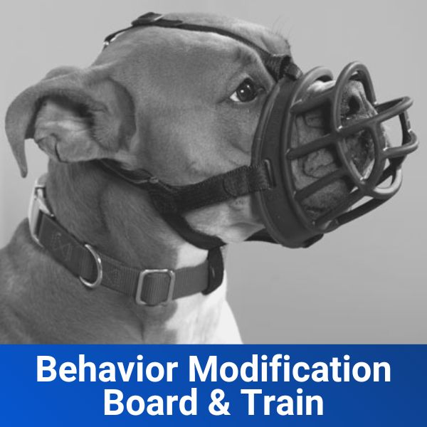 Behavior Modification Board & Train Ft. Myers Dog Training