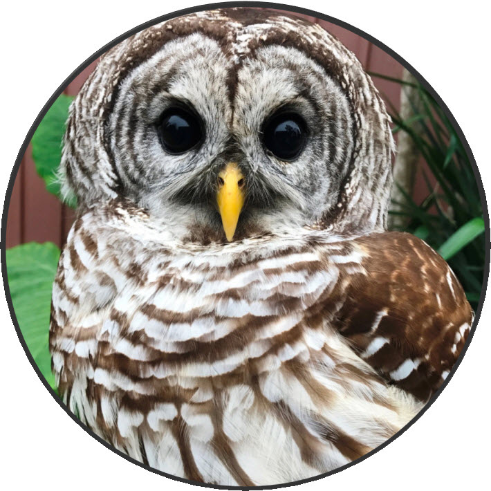 Wildlife Rescue Texas Wildlife Volunteers Animal Care Organization