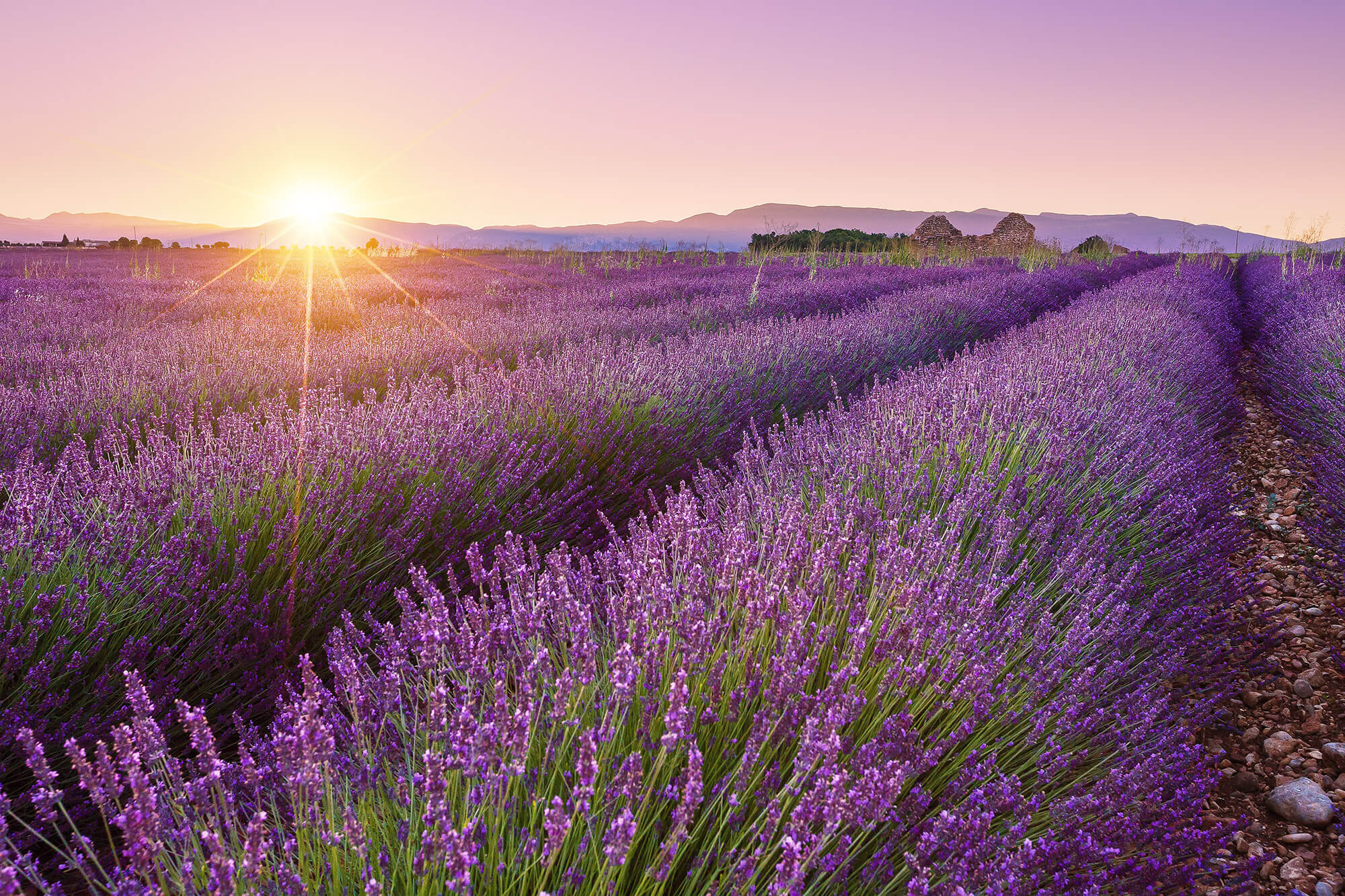 Stunning Pictures of Lavender Fields Media