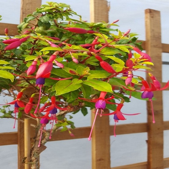 Genii 5 plug plants £5.99 Hardy Bush Fuchsia Fuchsia Plug Plants