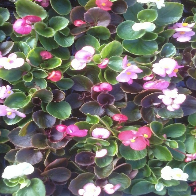 Begonia semperflorens 40 plug plants . £6.99 Bedding plugs. Fuchsia