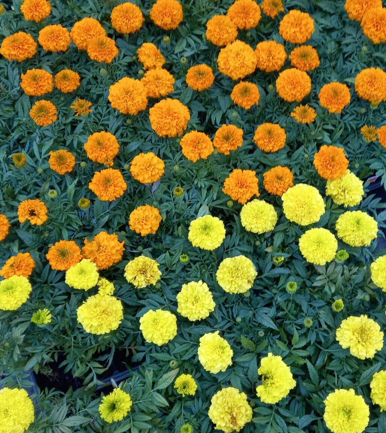 Marigold American 40 plug plants. £7.99 Bedding plugs. Fuchsia Plug