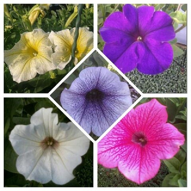 Trailing petunia surprise mix 5 plug plants. £5.99 Trailing Petunias