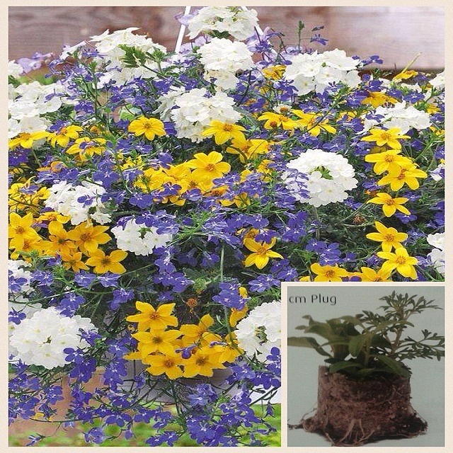 Trixi Riverside 5 plug plants available from 21 of march £10.50 Trixi