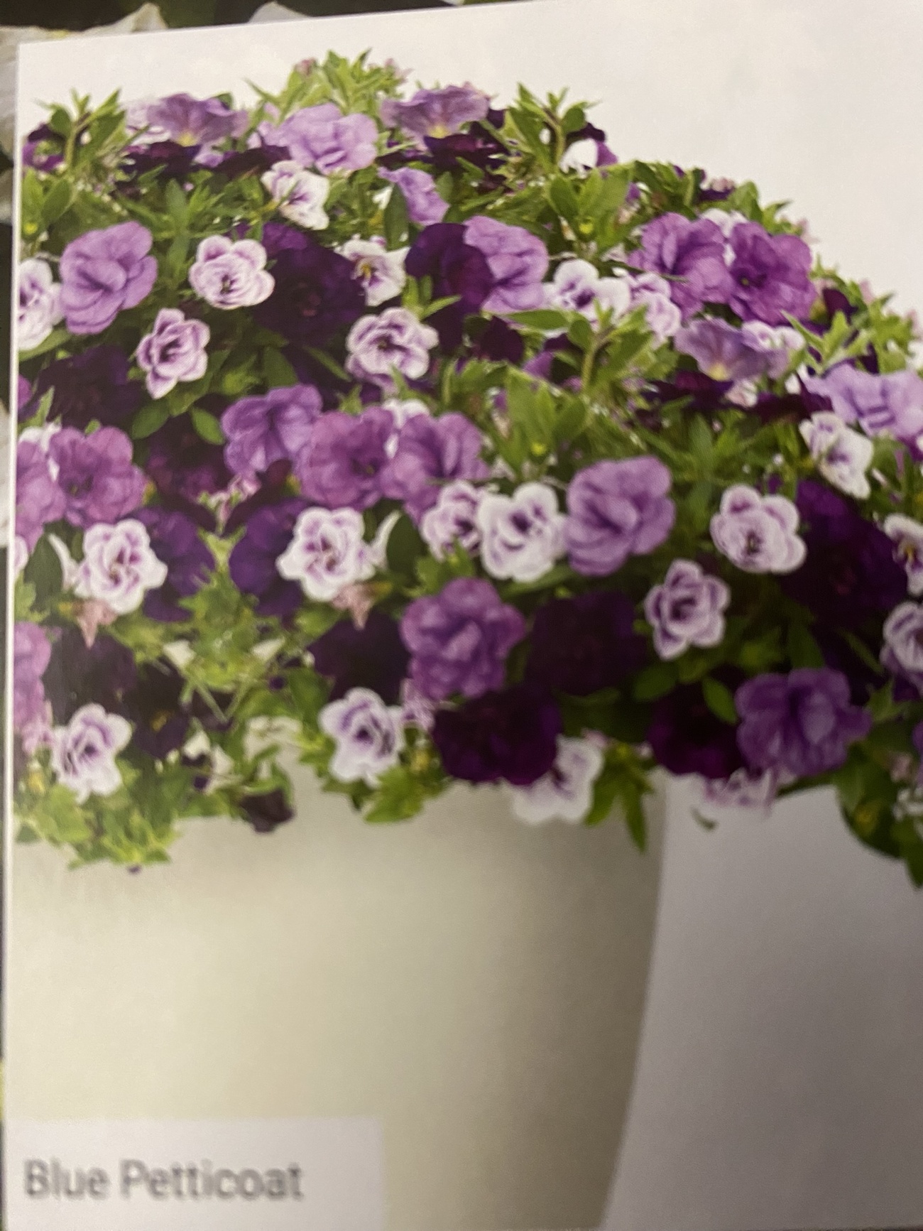 Trixi Blue petticoat 5 plug plants available from 21st of March £10.50