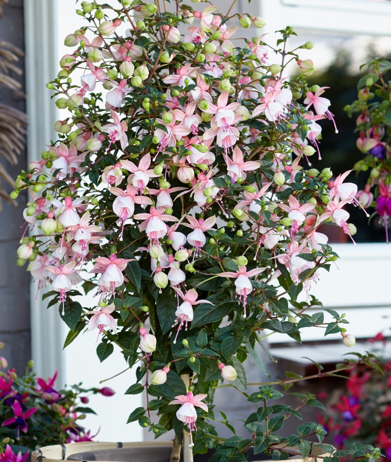 Elma 5 plug plants £6.99 Trailing Variety Fuchsia Fuchsia Plug Plants