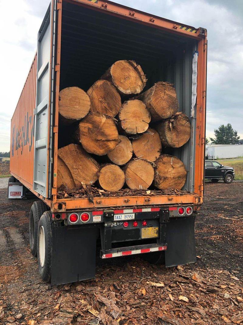 Pine Logs Southern Yellow Pine