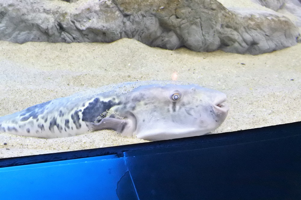 ふくを知りたいならココ！2市立しものせき水族館『海響館』 ふぐの本場下関 ふくふくぱくぱく