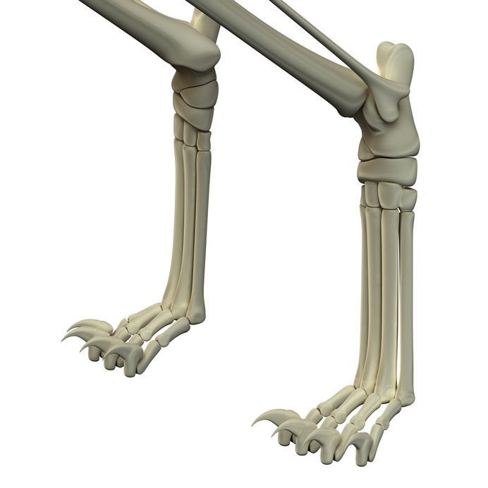 かかとの役目。人間のかかと、動物のかかと