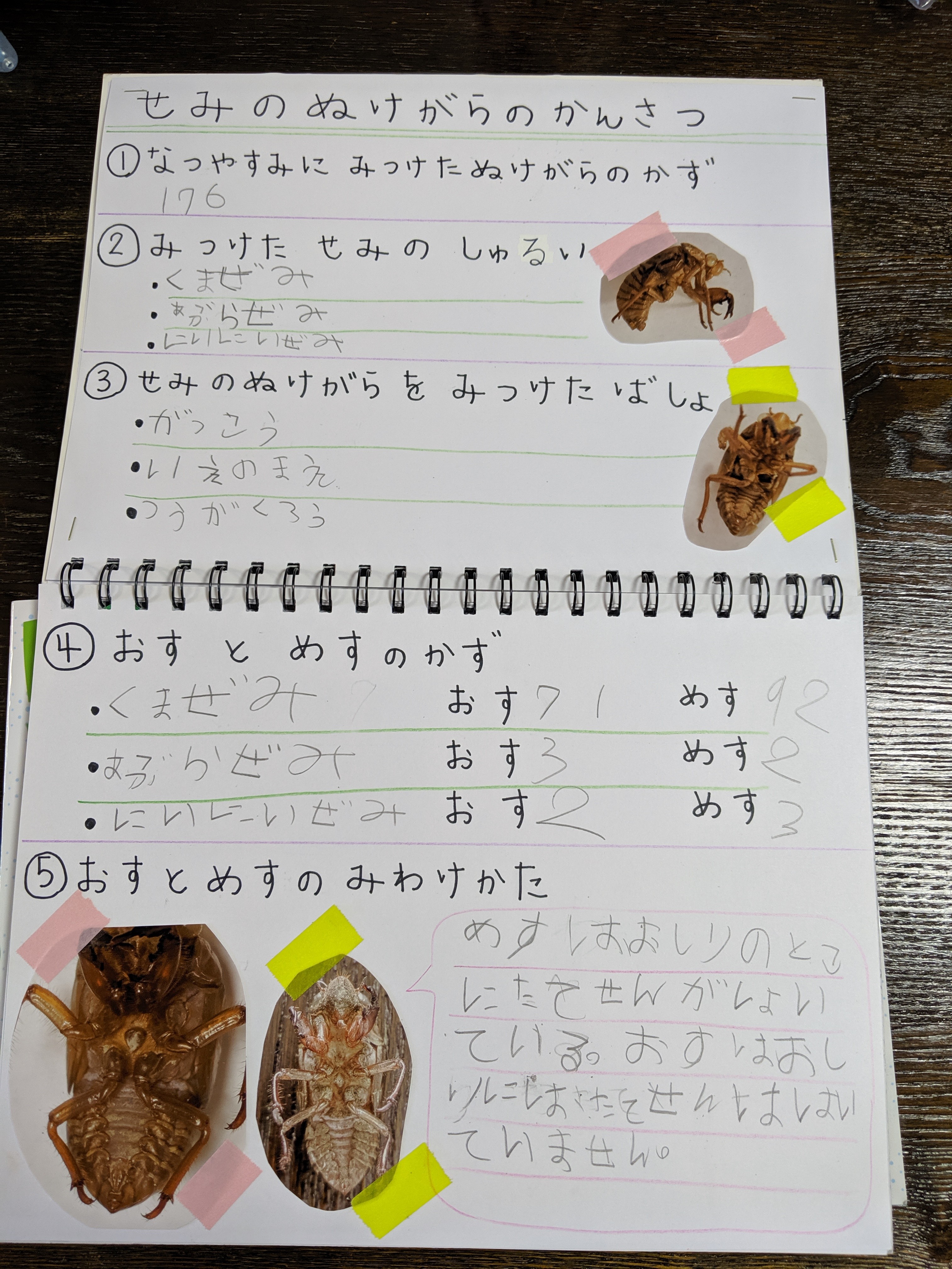 セミの抜け殻自由研究のまとめ方！1年生男の子と書いてみた♪写真付