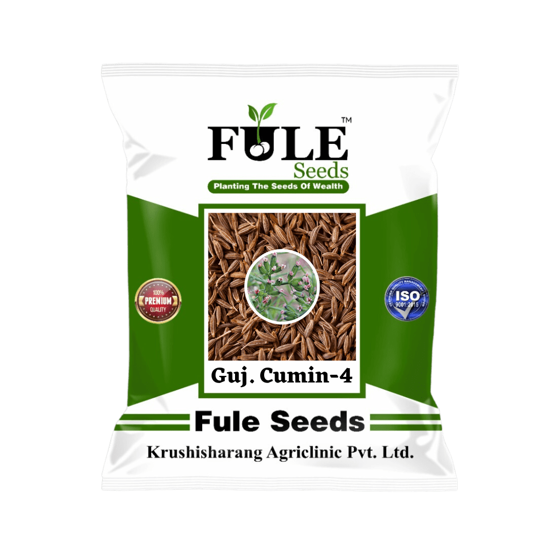 Gujarat Cumin 4 (GC4) Fule Seeds