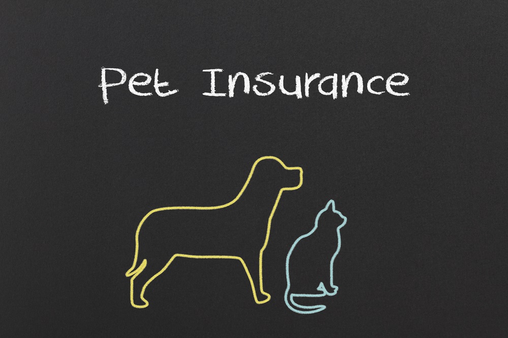 A Guide on How to Get Pet Insurance Fulfilled Interest