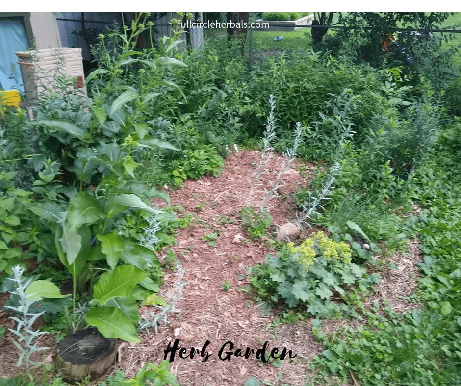 Grow your own medicinal herbs in your yard