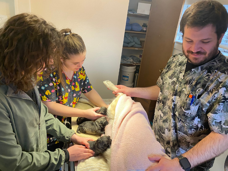 Full Circle Veterinary Care Gallery Vet In Johnstown, CO