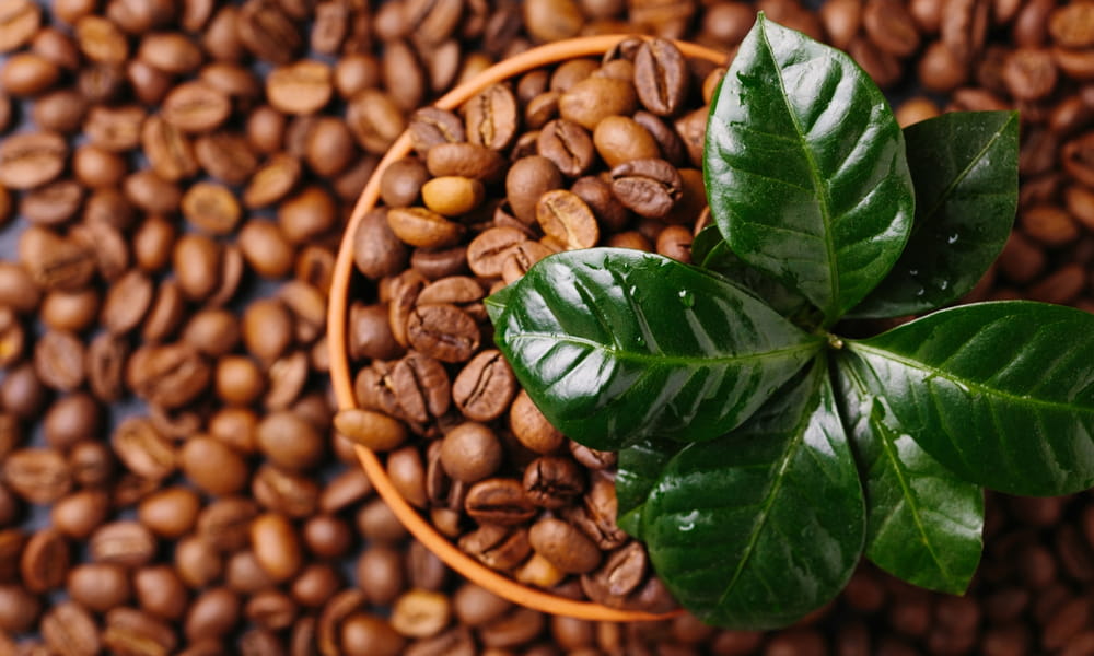Where Do Coffee Beans Come From? From Plants To HomeFull Coffee Roast