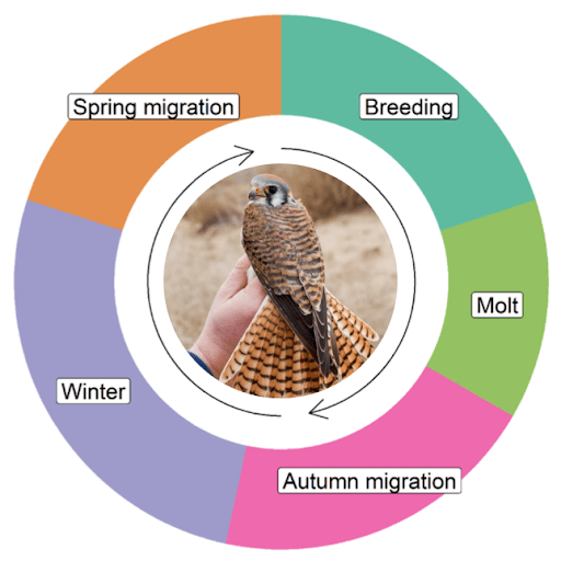 Environmental Factors Influencing Phenology Full Cycle Phenology