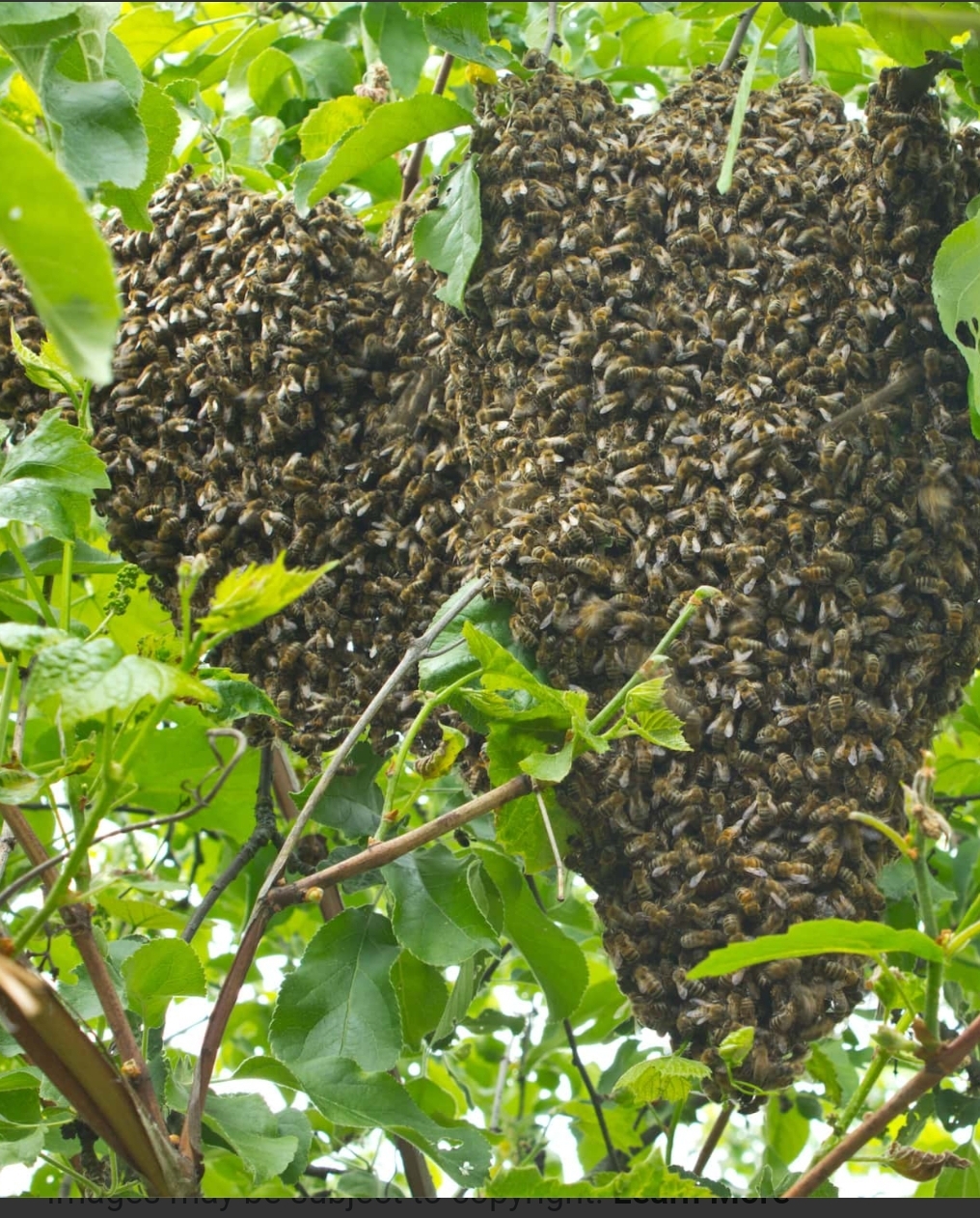 SWARM RESCUE Fuller Bee Supply
