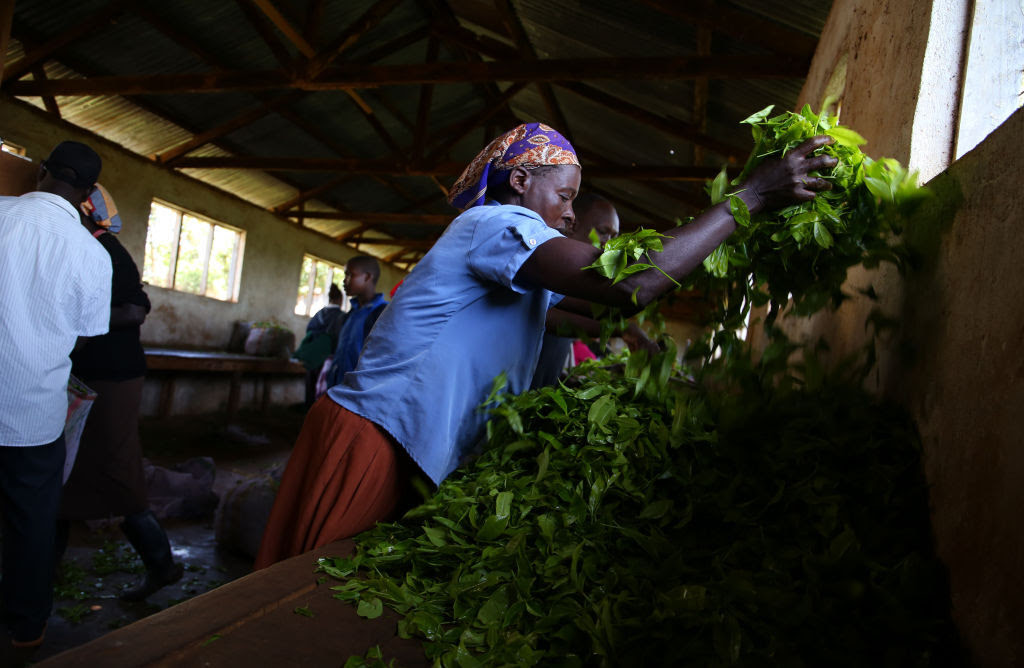 Reporter’s Notebook Kenya’s tea sector is automating fast, pushing