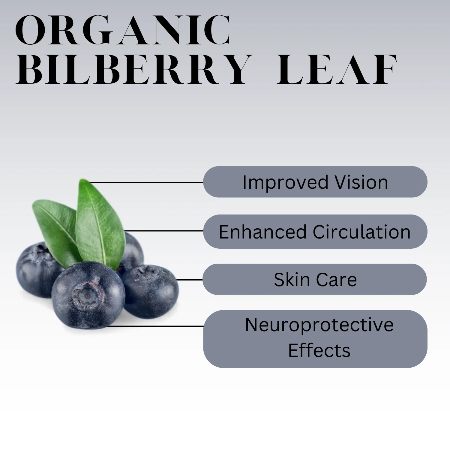 What is Bilberry Leaf Tea? History, Benefits, and More Full Leaf