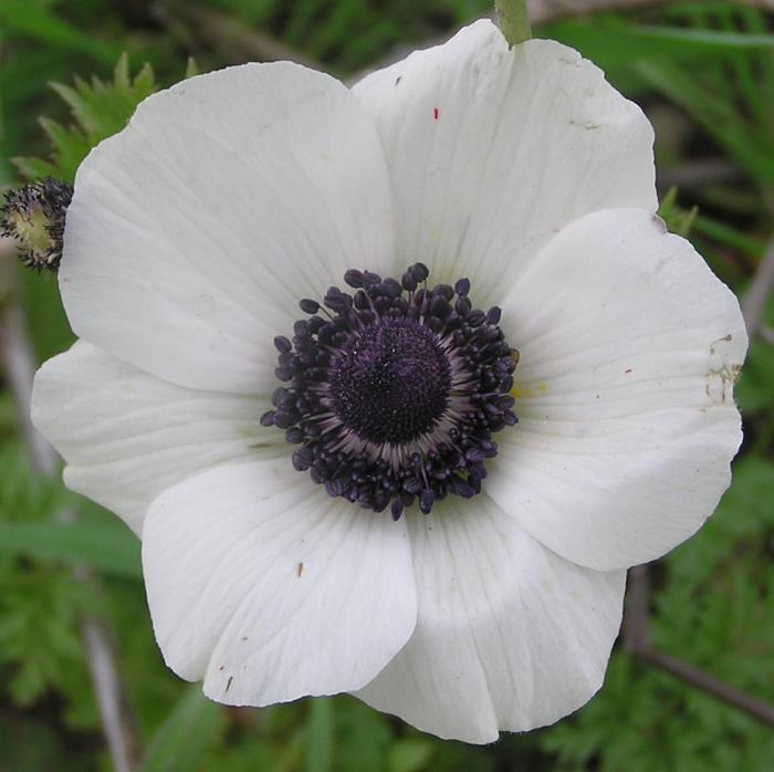 Anemone Giant White Full Pot of Flowers