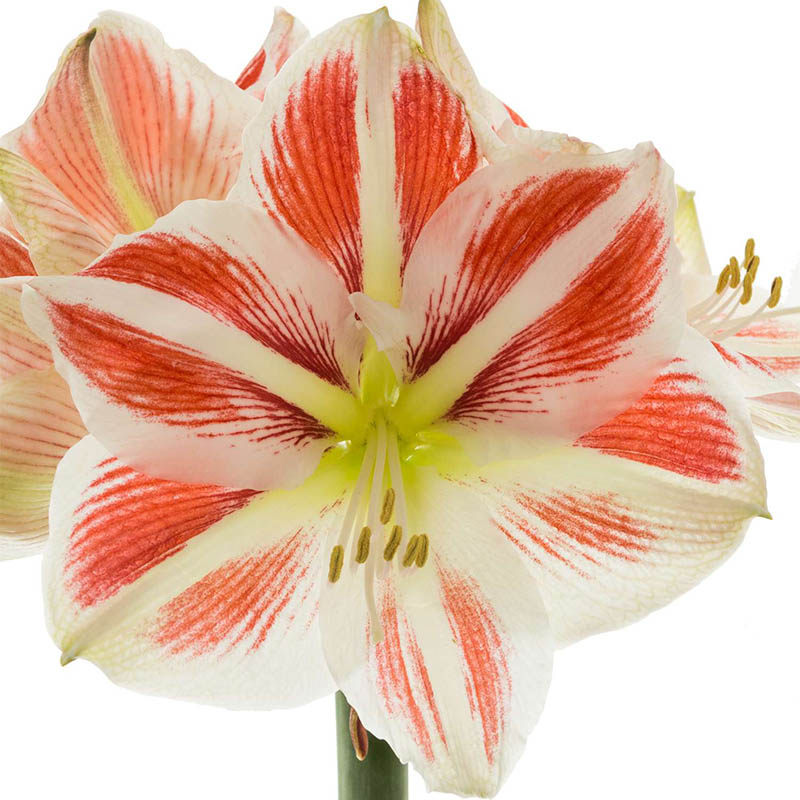 Amaryllis Sidney 4 Heads Full Pot of Flowers