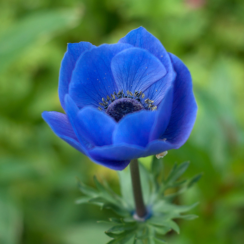 Anemone Blue Full Pot of Flowers