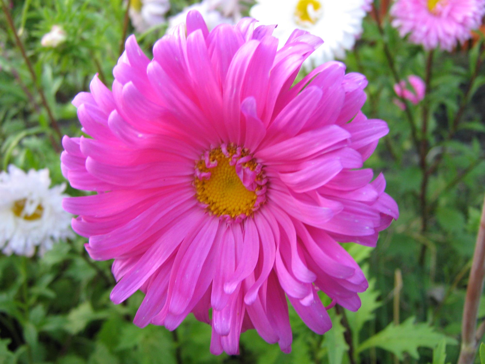 Pink Full Pot of Flowers