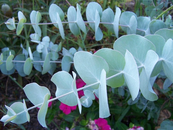 Eucalyptus True Blue Full Pot of Flowers