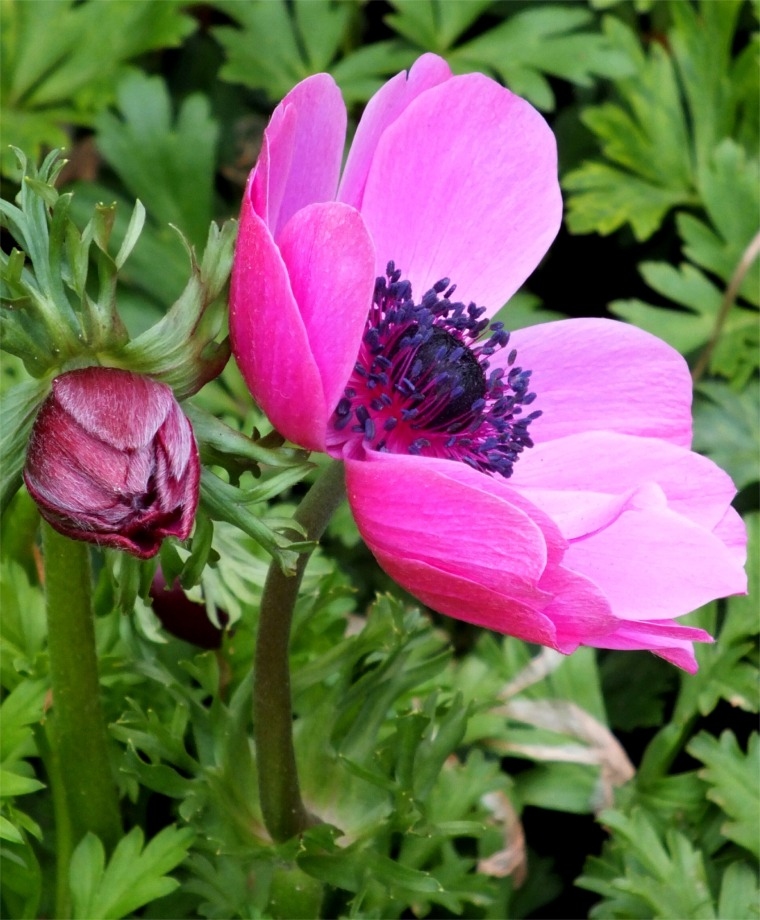 Anemone Giant Hot Pink Full Pot of Flowers