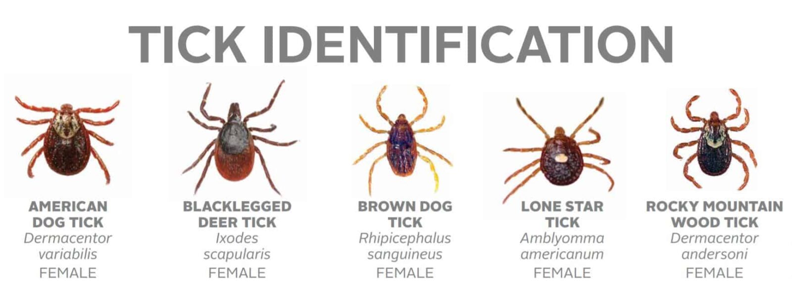 Tick Identification FullScope Pest Control