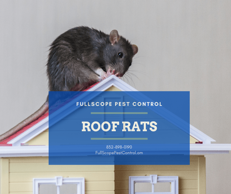 Roof Rats FullScope Pest Control